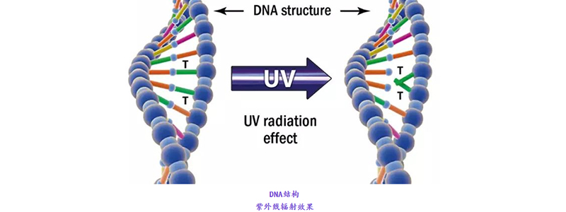 紫外线辐射效果