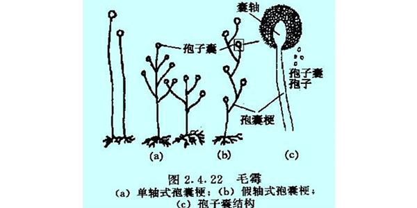 毛霉